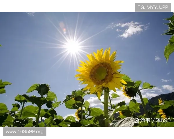 迎接每一天的幸福与成功——好运来伴你同行